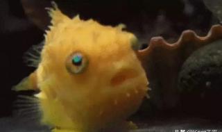 太平洋真圆鳍鱼 太平洋真圆鳍鱼