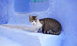 摩洛哥国家富裕吗 摩洛哥国家富裕吗